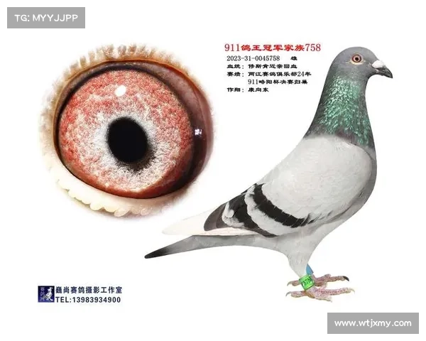 万柏林赛鸽俱乐部首页